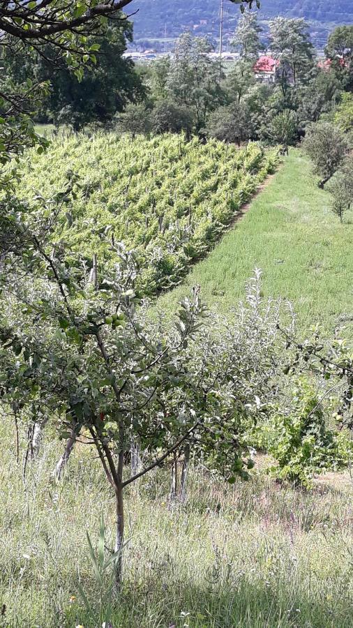 فيلا Casa Livada Bunicii Tîrgu Ocna المظهر الخارجي الصورة